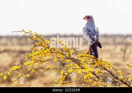 Chantage pâle de Goshawk sur le Camel Thorn Tree à Etosha National Stationnement Banque D'Images