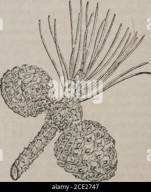 . Les éléments de Materia medica et thérapeutique (Volume 2) . Figure 174. &gt;.:#7«fc-. Figure 171. Pinus sylvestris. Fi». 172. Branche ami cônes de ditto.. Figure 173. Branche et cône de Pinus Pinaster.Fig. 174. Branche et cônes de Pinus Pinea. 3. Pinus pallsmis, Lambert; le pin des marais.—laisse trois, très longues.Cones subcylindriques, armés de pickles tranchants. Stipules pinnatifid, déchiquetées, persistantes (Lambert).—UN très grand arbre, qui pousse dans des sols sablonneux secs, des parties suranticoles de la Virginie au golfe du Mexique. Son altitude moyenne est de 60 ou 70 pieds, et le diamètre de son tronc est d'environ 15 ou 18 pouce Banque D'Images