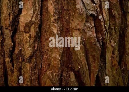 Texture écorce de pin. Gros plan. Écorce de relief de pin ancien - Pinus sylvestris, bordée de furows bizarres. Peau de conifères à motifs vieillis Banque D'Images