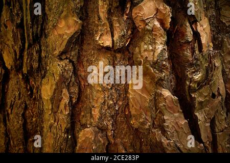 Écorce striée de pin vieilli. Motif de l'ancien rind vert. Gros plan. Une écorce texturée, ridée, maladroite, rainurée et sèche de pin vieilli. Banque D'Images