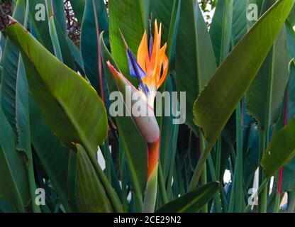 Fleur de grue ou oiseau de fleur de paradis, nom scientifique Strelitzia reginae Banque D'Images