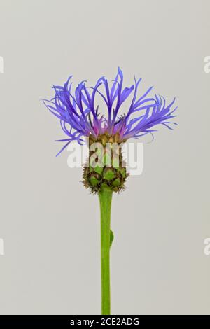 Fleur isolée aux rayons violets connue sous le nom de fleur de maïs de montagne ou de bouton de baccalauréat, nom scientifique Centaurea montana Banque D'Images