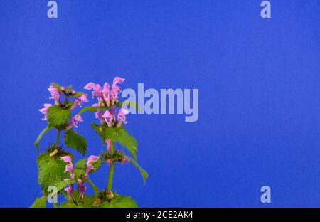 Des fleurs violettes sauvages ont repéré l'ortie morte ou le bavoir repéré sur fond noir, nom scientifique Lamium maculatum Banque D'Images