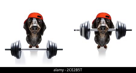 Personal trainer dog Banque D'Images