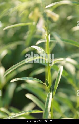Plante d'okra avec peu d'okras sur elle se préparer pour vue rapprochée de la récolte Banque D'Images