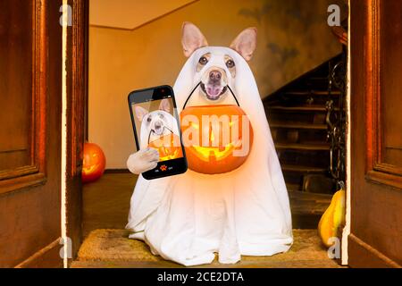 halloween ghost dog trick or treat Banque D'Images