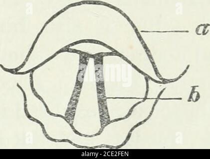 . Physiologie appliquée : y compris les effets de l'alcool et des stupéfiants . Vue de dessus du larynx, avec les cordes vocales fermées, comme en parlant. A épiglottis. b cordes vocales. Vue de dessus du larynx, avec cordes évocales ouvertes, comme dans breatMng. A épiglottis. b cordes vocales. 163. Soin de la voix. —le larynx devient fatigué, léketoute autre partie du corps. Il est donc dangereux de meurrer le thevoie en criant ou en chantant à haute voix. Respirer par le themouth est également nocif, surtout si l'air est froid ordamp. L'utilisation de la voix pendant que la gorge est mal est alsonocif. Des notes de chant de très haut terrain est également verytir Banque D'Images