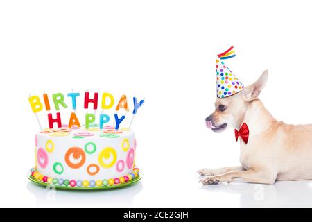 Chihuahua Dog Faim Pour Un Joyeux Anniversaire Gateau Avec Bougies Portant Cravate Rouge Et Party Hat Isole Sur Fond Blanc Photo Stock Alamy