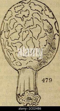 . Une encyclopédie de jardinage; . sinus gu-lar. La hauteur est d'environ quatre pouces. Il s'élève dans les mois de septembre, dans les banques humides, dans les bois, et dans les pâturages humides.il est à la perfection en mai et juin, et ne doit pas être récolté lorsqu'il est mouillé avec de la rosée, ou peu après la pluie. Se sont rassemblés secs, ils gardent plusieurs mois. 4344. Utilisation. Les morilles sont utilisées, fraîches ou séchées, comme un produit d'accueil pour rehausser la saveur des gravies, des ragouts et des c. 4345. Culture. Bien que ce légume n'ait pas encore été introduit en guar-den-culture, comme le champignon, il ne peut y avoir aucun doute de la tentative avec succès. La fraie Banque D'Images