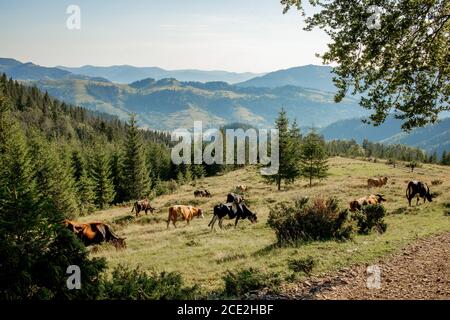 Les vaches se broutent sur un pré alpin parmi les sapins dans les montagnes. Montagnes et pistes en arrière-plan. Paysage de montagne avec des vaches dans la prairie Banque D'Images