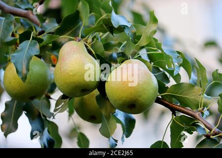 Poires vertes accrochées à une branche d'arbre. Poire dans le verger d'automne Banque D'Images