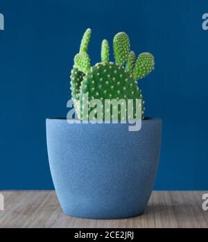 Opuntia microdasys, oreille de lapin, point de polka ou plante de cactus d'aile d'ange doré en pot bleu sarcelle sur fond bleu sarcelle Banque D'Images