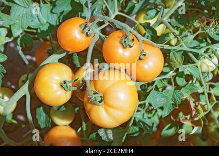 Grosses tomates jaunes sur les branches dans un jardin amateur. L'été Banque D'Images