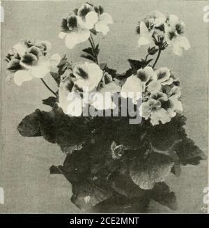 . Die Gartenwelt . tterung Abschied zu nehmen gezwungensind oder durch frühzeitige Verwendung ihrenLebensabschlufs erreicht haben, dann erst er-kennt man den doppeltenWert dieser Herbstaster. Diese Vorteile bieten uns aber auch diemeisten übrigen Staudenartern, und da em-pfehle ich noch besonders für gleiche Zweckedie blaue Herbst-Margueriten - .Aster,Aster grandißorus. Diese .Art chapeau grofse, leuchtend violettblane Blumen, die bis in denNovember hinein sich entfalten. Nicht minderwertvoll ist auch Aster limueyainis iianiis, welcheals die niedrigste Zwergform bekannt ist und durch den niedrigen Banque D'Images