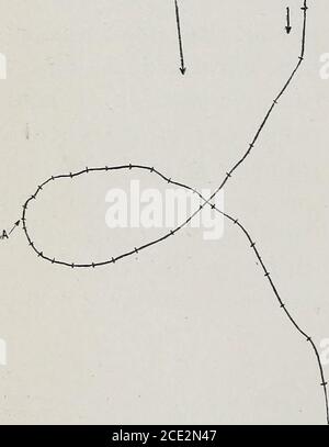 . Vol d'animaux; un enregistrement d'observation . 36 VOL D'ANIMAUX. L'autre a fait un changement similaire. Une minute plus tard, les deux oiseaux ont glissé et se sont installés. La flambée générale a commencé à 7.14. 29 septembre 1910. À 3.35.—un vent de l'est, un peu fort, des branches mobiles. Soleil. Petits nuages de cumulus isolés. Scantyclouds de couche supérieure. Quatre vautours vus encerclant à l'intérieur et à l'extérieur de la base d'un petit nuage de cumulus à une hauteur de 1,100 mètres. Leur hôtesse n'était pas tant que celle du nuage. En quelques minutes, ils se bercellent presque au-dessus de la tête, et le nuage était de loin awayto leeward. Je n'ai fait aucun enregistrement de cette Banque D'Images