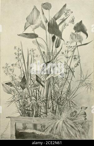 . Die Gartenwelt . Ück Glas, es sinddies sogenannte Elementsengläser, welchein den Glashütten für die Acculatoren-fabriken in grofsen Massen gefertigt wer-den und verhältnismäfbillig erhältlichsind. Mau erhält diese Gläser in denGlashütten und deren Niederlagen injader Gröfse und Höhe. AB-bildungen veranschaulichen vier- undsechseckige Aquarien und auch ein SO-genantes Elementenglas (Seite 541). Die Höhe des aquariums richtetsich vorzugsweise nach der Art der zukultivierenden Pflanzen. Für solchePflanzen, die unter dem Wasser wachsen oder ihre Blätter auf dem Wasserspiegel schwim Banque D'Images