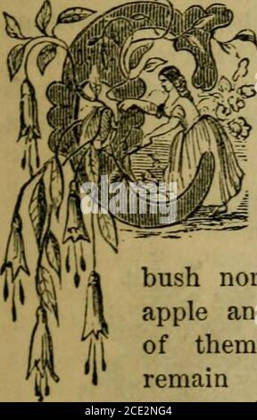 . Le registre annuel illustré des affaires rurales et du cultivateur almanac pour l'année .. . -^=&gt;^ ^?^m^MS^^Srr£RGUSON AB. REGISTRE ANNUEL ILLUSTRÉ AFFAIRES RURALES. PLANTATION ORNEMENTALE. 0 U N T R y les maisons sont de deux sortes : la re-y^ pulsive et la belle. Les premiers sont repiqués par ceux qui ne connaissent rien du plaisir domestique, et qui cherchent le bonheur dans le bar-salon et le grog-shop. Ils ne voient jamais d'autres charmes dans les œuvres de la nature—ornamentalshrubbery à eux est brosse, et les fleurs^ sont seulement des mauvaises herbes. Ils ne plantent jamais de rosier ni d'arbre ombragé. Ils ont parfois établi un tr d'ananas et de cerise Banque D'Images