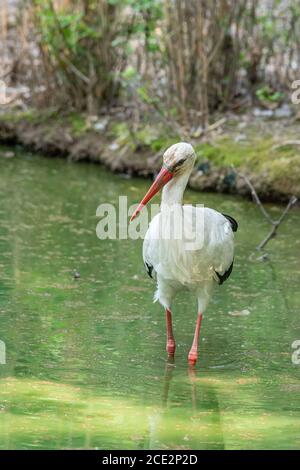 Randonnée de cigognes blanches dans un étang, grand oiseau européen Banque D'Images