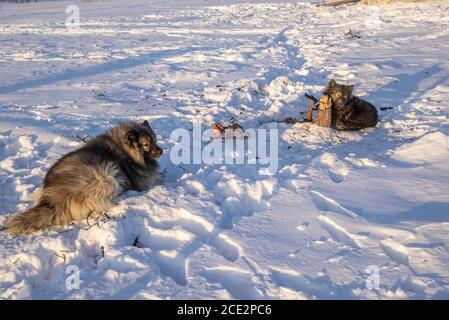 Deux chiens samoyés reposant dans la neige dans un camp de Nenet, Yamalo-Nenets Autonomous Okrug, Russie Banque D'Images