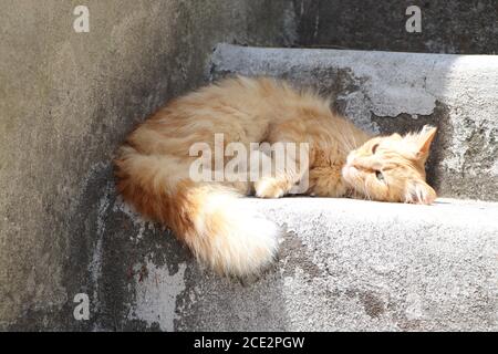 chat de gingembre se détendre dans le jardin Banque D'Images