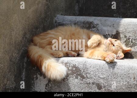 chat de gingembre se détendre dans le jardin Banque D'Images