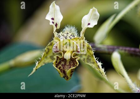 Dendrobium est un genre d'orchidées épiphytes et lithophytic principalement dans la famille des orchidacées. Banque D'Images