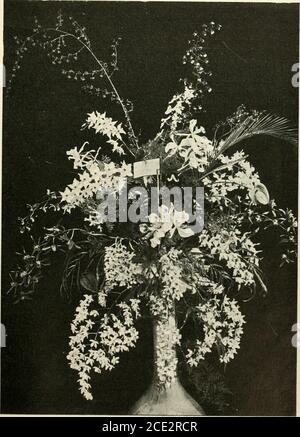 . Die Gartenwelt . imaund BEI normalen Verhältnissen fällt die Zeitdes Entspitzens in die Monate Juli undAugust. Die höchststehenden Augen treibenzuerst aus und mit ihnen beginnt die Arbeit,während es für die tiefer stehenden Triebegewöhnlich erst 14 Tage später nötig wird. Es giebt nur zweierlei Stellen, wo pinciert werden mufs: A) an den Trieben, welche sich aus den seidichen Augender einjährigen Zweigverlängerungen entwickeln, und b) an denjenigen, welche an- der mehrjhwehrigen Freuchten. Diejenigen Triebe aus seidichen Augen, welche schwachsind und die nicht viel länger als Banque D'Images