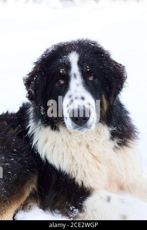 Berger bulgare, Karakachan Dog Portrait Banque D'Images