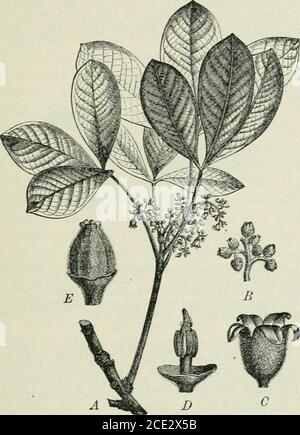 . Plantes et leurs utilisations; une introduction à la botanique . il peut être en forme havemade il précieux pour les fabricants de modèles et même pour les pelles et les sculpteurs. Bien que le liège ait été connu des Grecs anciens et des Romains, et il est connu de son utilisation par eux pour les solesof chaussures et comme bouchons pour les bateaux à vin, il n'a été généralesutilisé que dans les dernières centaines d'années. 76. Les gommes élastiques, y compris le caoutchouc indien ou le caoutchouc ^et le gutta-percha, sont des solides résistants, plus ou moins élastiques et résistants à l'eau qui se séparent comme une caillé du juicelaiteux d'un certain nombre de plantes tropicales. Les petites quantités de caoutchouc sont p Banque D'Images