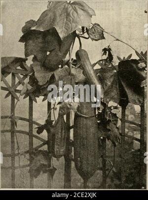 . Die Gartenwelt . npanula fragilis Cyrill. (Siehe Abbildung Seite 381). —Vielen Lesern ist wohl die reizende Glockenblume ,.Campiviuiafragilis bekannt, wenn wohl auch nur als kümmerliche undschlecht kultivierte Topfpflanze. Um so gröfser würde für jenedie Überraschung sein, diese Pflanze auf ihren natürlichenStandplätzen, in der ganzen ihr eigenen Schönheit entfaltetzu sehen. Oft hatte ich Gelegenheit, bei Wanderungen mitguten Bekannten oder Geschäftsfreunden, ein „Ah der über-raschung von den Lippen meiner Begleiter zu hören beim plötz-lichen .Anblick einer von diesem reizenden Florakin Banque D'Images