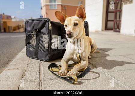 chien dans une boîte de transport ou un sac prêt à voyager Banque D'Images