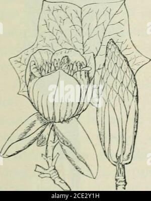 . Plantes et leurs utilisations; une introduction à la botanique . Figure 24^1.—érable à sucre (Acer Snccharum, famille de l'érable, Aceracea). A,lame. B, groupe de fleurs. C, fleur étamée. D, même, couper verticalement.E, fleur parfaite, avec une partie de calice enlevée. F, même, couper verticalement.G, fruit. (Pax.)—arbre qui pousse environ 36 ni. De hauteur; écorce grisâtre; vert-levain au-dessus; fleurs jaune-verdâtre; fruit verdâtre. Nativehome. Est de l'Amérique du Nord. Figure 249.—Bois blancs tulipes (Liriodendrontulipifera, famille Magnolia, Magnoli-acecF). Feuille. Fleur. Fruits. (Brittonand Brown.)—arbre de plus de 50 m de haut; écorce brunâtre; feuilles Banque D'Images