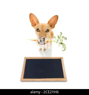 chien avec une carotte végétalienne saine dans la bouche Banque D'Images