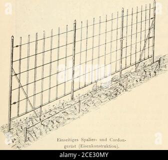 . Die Gartenwelt . Citrus sinensis.Nach einer für die .,GartciiweIt gefertigten pbotographischen Aufnahme (texte Seite 338). 3JÜ Die Gartenwelt. II, 28. Gerüst (Eisenkonstruktion), radezu eine Zierde des Obst-gartens und bedürfen Jahre Ausbildung der Knoppen unerläfslich ist. In Norddeutsch-Land findet man dieses Spaliergerüst sehr häufig im GE-brauch. Der Unterschied zwischen dem einseitigen unddopelseitigen Gerüst besteht nur in der verschiedenen Kon-struktion, während sich das hierzu verwandte Material, sowiedie zur Aufstellung erforderliche Zeit und Arbeit ziemlichgleich blten. D Banque D'Images