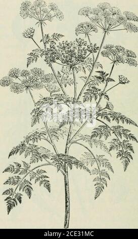 . Plantes et leurs utilisations; une introduction à la botanique . cne).tige inférieure et racines, coupées verticalement, 1. Floraison et haut de fruit, i. Partie de la feuille, h- fruit entier, i. Moitié de même, coupé en travers.(Chesnut.)—herbe vivace de 1-2 ni. Ou plus en hauteur; racines en forme de broche, 3-7 cm. De long; tige rigide, creuse, lisse; feuilles lisses, légèrement en forme de céleri; fleurs blanches; fruits devenant bruns. Tout le Verytoxique. Maison natale. Amérique du Nord, dans un sol humide. Verrou (Fig. 179) l'un de nos plus communs .swamp ou brooksideplants et l'un des plus mortels. Des cas mortels comme celui décrit se produisent presque chaque année en particulier Banque D'Images