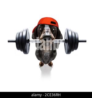 Personal trainer dog Banque D'Images