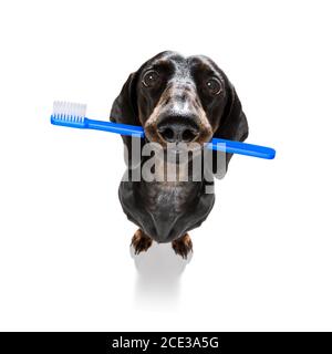 brosse à dents pour chien Banque D'Images