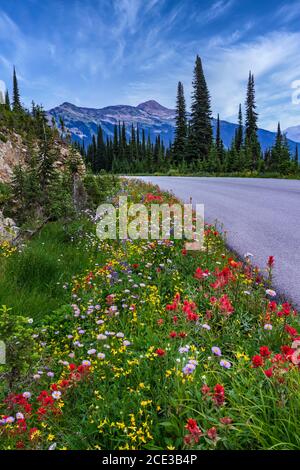 Fleurs sauvages en bordure de la route d'été sur le mont Revelstoke, en Colombie-Britannique, au Canada. Banque D'Images