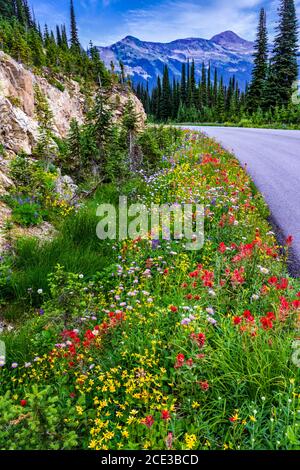 Fleurs sauvages en bordure de la route d'été sur le mont Revelstoke, en Colombie-Britannique, au Canada. Banque D'Images