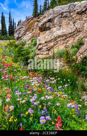 Fleurs sauvages en bordure de la route d'été sur le mont Revelstoke, en Colombie-Britannique, au Canada. Banque D'Images