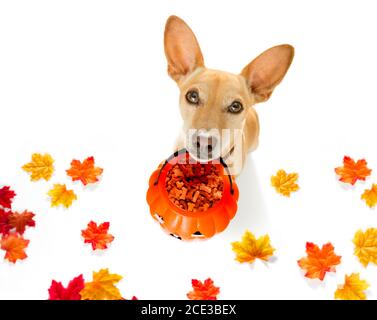 halloween ghost dog trick or treat Banque D'Images