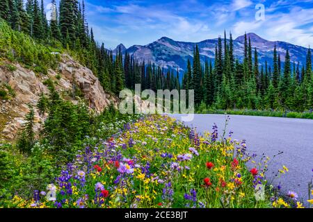 Fleurs sauvages en bordure de la route d'été sur le mont Revelstoke, en Colombie-Britannique, au Canada. Banque D'Images