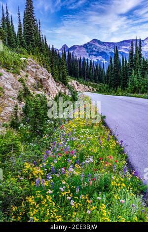 Fleurs sauvages en bordure de la route d'été sur le mont Revelstoke, en Colombie-Britannique, au Canada. Banque D'Images