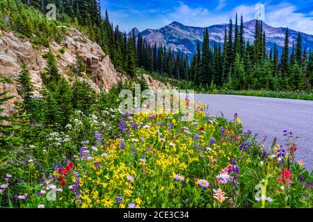 Fleurs sauvages en bordure de la route d'été sur le mont Revelstoke, en Colombie-Britannique, au Canada. Banque D'Images