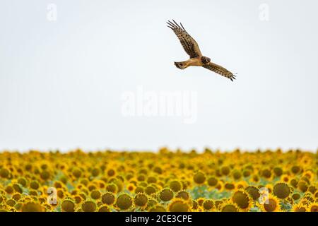 Le harrier du Nord (Circus hudsonius) glisse sur le champ de tournesol Banque D'Images