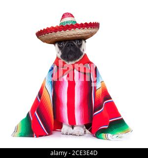 chien mexicain Banque D'Images