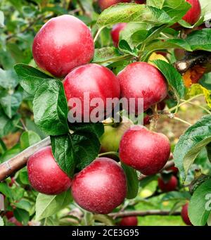 Pomme 'Sparta', poussant sur arbre, malus domestica, fruits, comestibles, pommes Banque D'Images