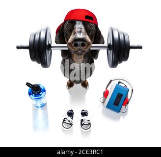 Personal trainer dog Banque D'Images