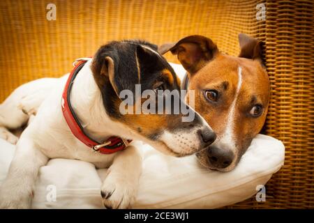 couple de deux chiens amoureux Banque D'Images