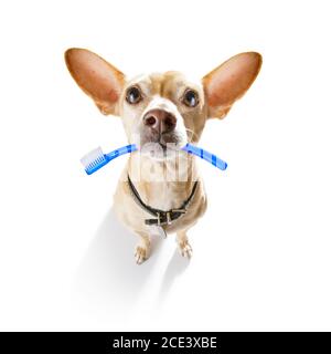 brosse à dents pour chien Banque D'Images